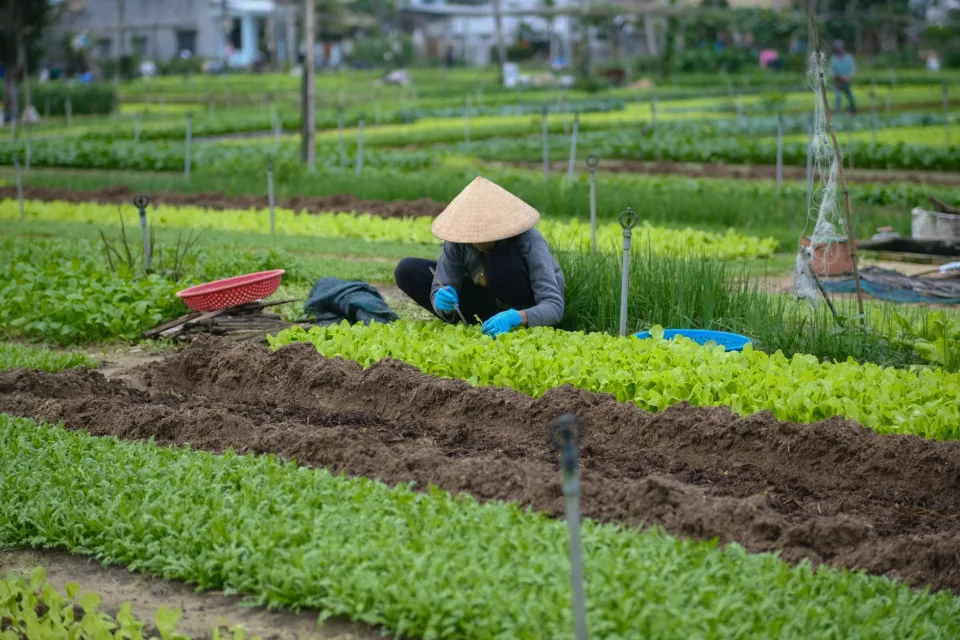 Đội ngũ kỹ thuật tại vườn