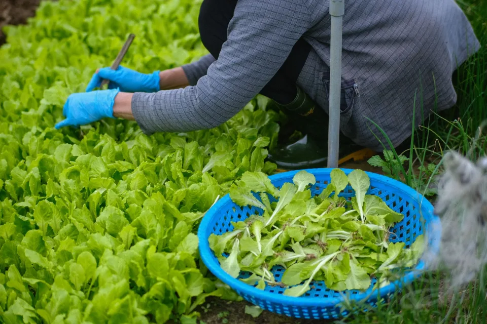 Đội ngũ kỹ thuật tại vườn